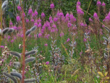 Tarlada yabani kenevir çiçekleri, çalılar ve diğer bitkiler, Hollanda