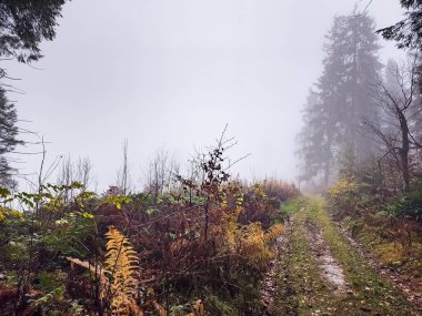 Arkasında orman olan bir dağ yolunun güzel bir görüntüsü.
