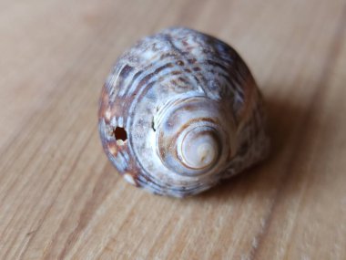 beyaz arka planda deniz kabukları