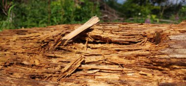 yakın plan - bulanık arkaplan ile bir ağaç kütüğünün