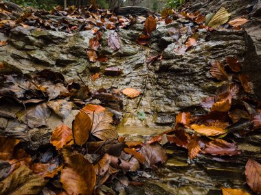Sonbahar yaprakları, sonbahar bitkileri