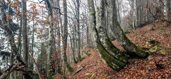 Bir dağ sırasındaki sonbahar ormanı.