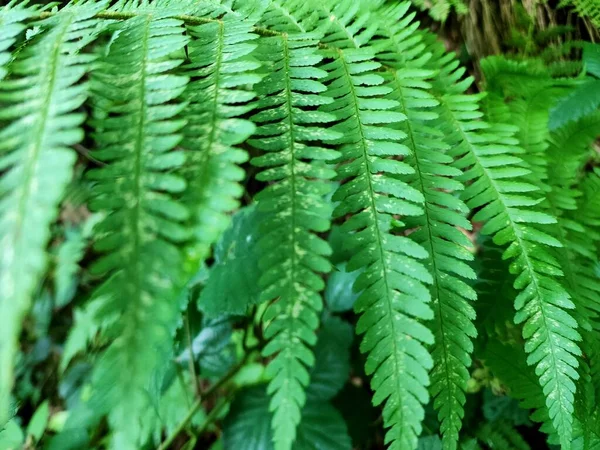 fern plant with green leaves