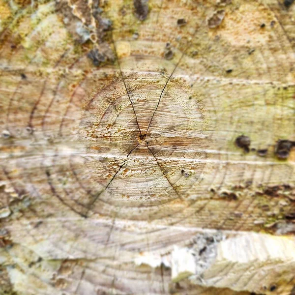 tree rings texture background
