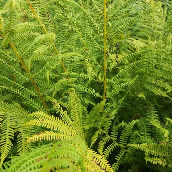 close up of green fern leaves, fern leaves, nature background