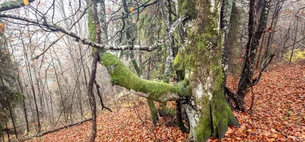 Ormanda sonbahar ağaçları