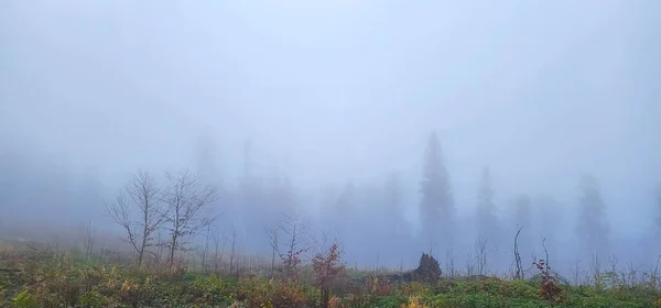 Mlhavé Ráno Karpatském Lese — Stock fotografie