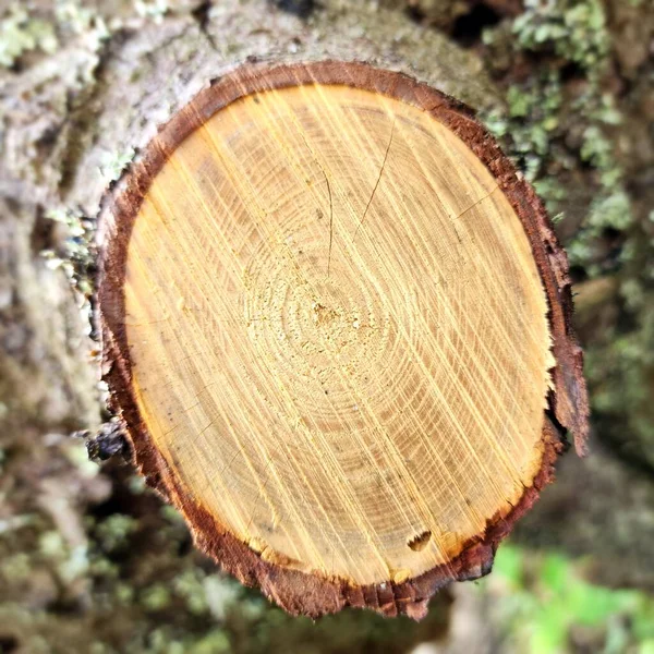 tree stump texture, wood stump background, wood texture background,
