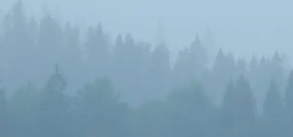 Mlha Kouř Lese — Stock fotografie