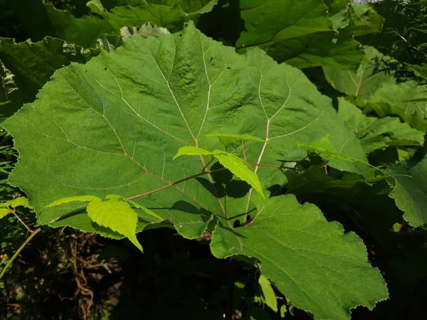 Yapraklar, yapraklar ve yeşil yapraklar...