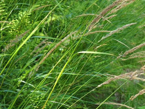 красивая зеленая трава в саду