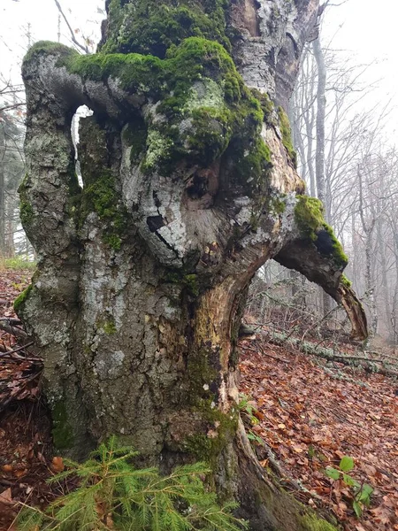 Ormandaki güzel ağaç