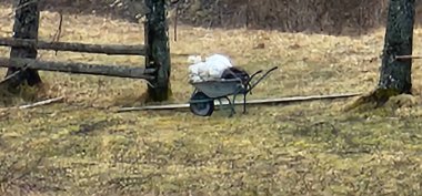 Köpek ormanda yürüyor.