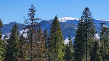 Berrak mavi gökyüzünün altında dağları olan güzel bir ağaç görüntüsü.