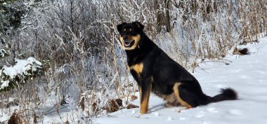Bir köpek kışın karda oturuyor.