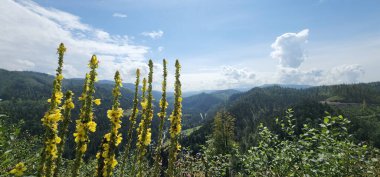 Dağlarda dağları olan güzel bir manzara.