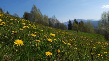 Dağlarda bahar çiçekleri