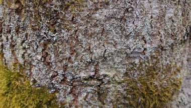 Ağaç gövdesi dokusu