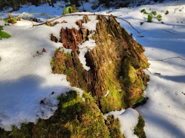 Bulanık bir arkaplanda karla kaplı taşlar olan bir ağaç gövdesinin yakın plan çekimi.