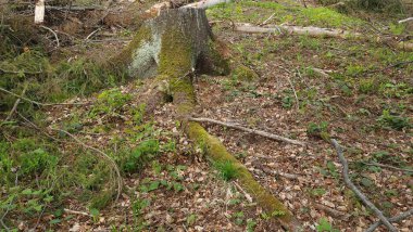 Dağlardaki ormanda bir ağaç