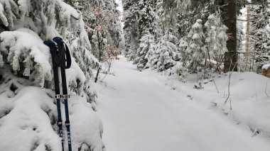 Kışlık ceketli bir adam ormanda oturuyor.
