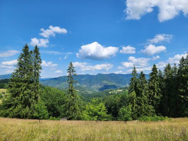 Ormanda yeşil çimenler ve mavi gökyüzü olan yaz manzarası