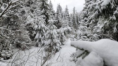 Güzel Karpat Dağları, Ukrayna.
