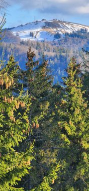 Tepede karla kaplı yeşil bir çam ağacının dikey görüntüsü.