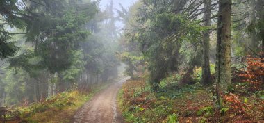 Sabahları sisli sonbahar ormanı, Çek Cumhuriyeti