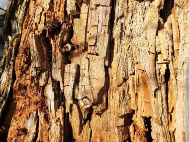 Ağaç dokusunu kapat