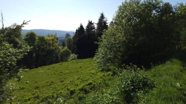 Güneşli bir günde yeşil yaz ormanı. doğa ve çevre.