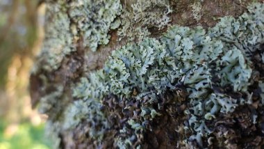 Ağaç gövdesi, bitki ve yapraklar.