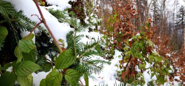 Karlı ve ağaçlı kış ormanı