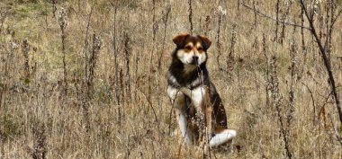Parktaki sevimli köpek.