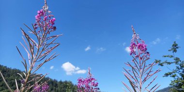 Dağlarda güzel çiçekler