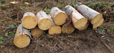 Ormanda yakacak odun