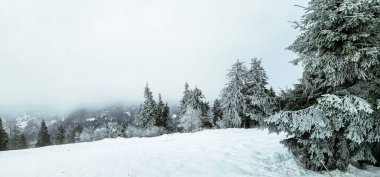 Karla kaplı ağaçlarla kaplı güzel kış manzarası