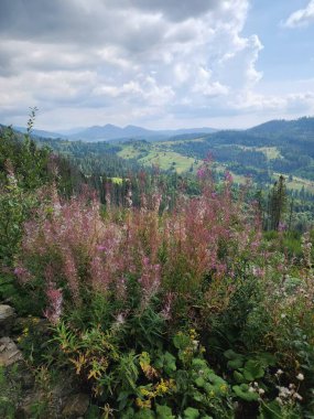 güzel bir ormanın görünümü