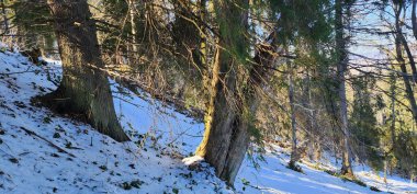 Karla kaplı ağaçlarla kaplı güzel kış manzarası