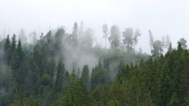 Sisli ormanda ağaçlar ve dağlar. Slovakya, Slovakya
