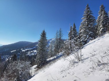 Karla kaplı ağaçlarla kaplı kış manzarası