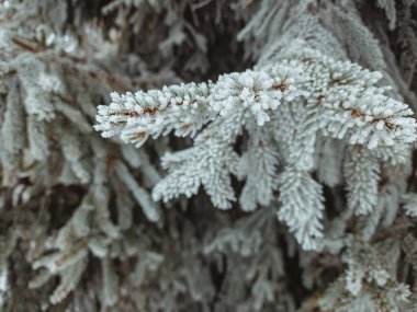 Yakın çekim - köknar fotoğrafı - Ağaç dalları ile beyaz don. Kış manzarası