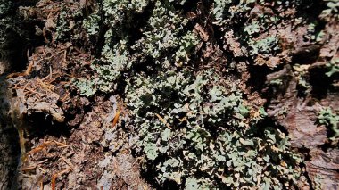 Bir ağacın kabuğundaki yeşil yosunlara yaklaş