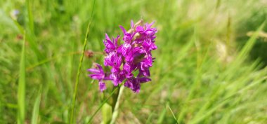 Bahçedeki güzel çiçek