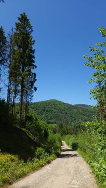 Güneşli bir günde yeşil ormanda yol.