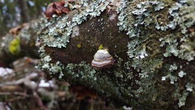 Ağaçta yosun olan bir ağaca yaklaş.