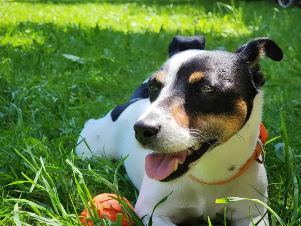 Parktaki sevimli köpek.