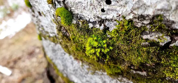 stock image moss on the tree in the forest