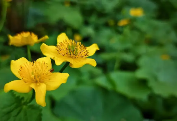 Žlutý Květ Zahradě — Stock fotografie