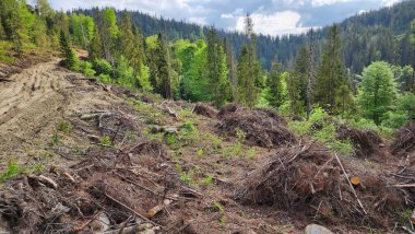 Ormandaki yolda büyük bir ağaç yığını var.